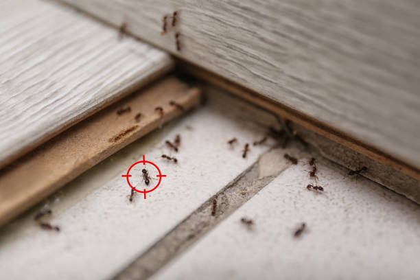 Best Termite Control Services  in La Follette, TN