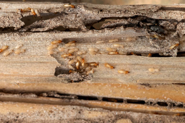Best Cockroach Control Services  in La Follette, TN