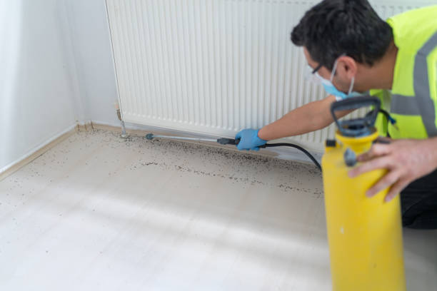 Best Wasp Removal Services  in La Follette, TN
