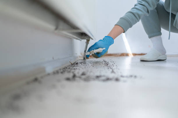 Best Termite Control Services  in La Follette, TN